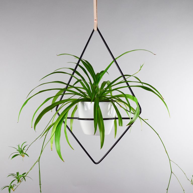 Spider Plant Best Air Purifying Plant For Office with Low Effort Care scaled 1